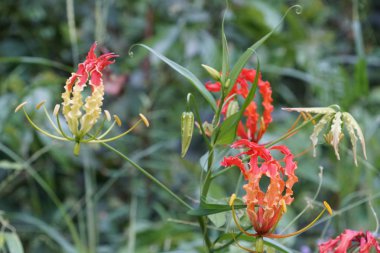 egzotik bitkilerin kapalı havada gündüz yakın 
