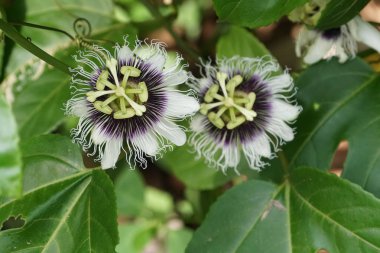 egzotik bitkilerin kapalı havada gündüz yakın 