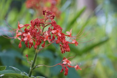 egzotik bitkilerin kapalı havada gündüz yakın 