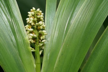 egzotik bitkilerin kapalı havada gündüz yakın 