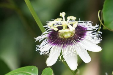 egzotik bitkilerin kapalı havada gündüz yakın 
