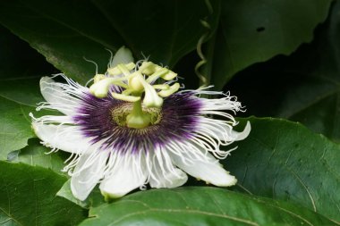 egzotik bitkilerin kapalı havada gündüz yakın 