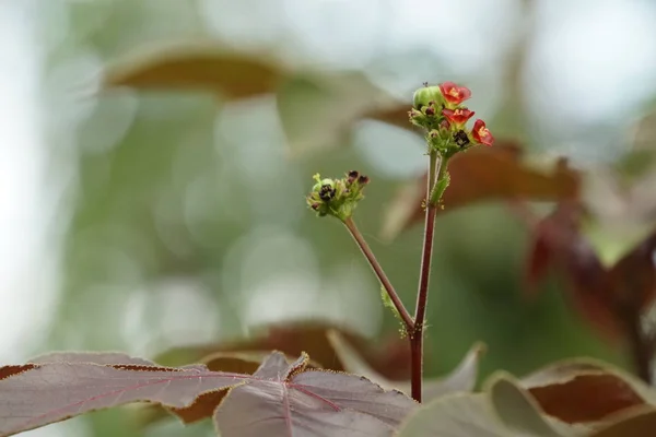 Primer Plano Flores Frescas Que Crecen Aire Libre — Foto de Stock