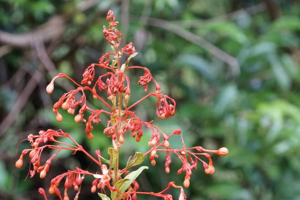 Egzotik Bitkilerin Kapalı Havada Gündüz Yakın — Stok fotoğraf