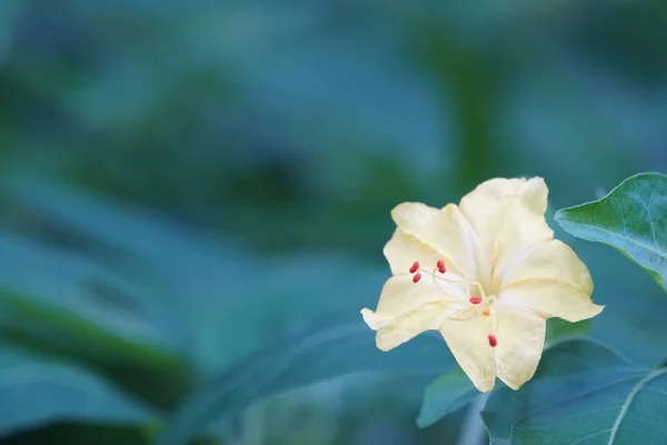 Gros Plan Plantes Exotiques Extérieur Jour — Photo