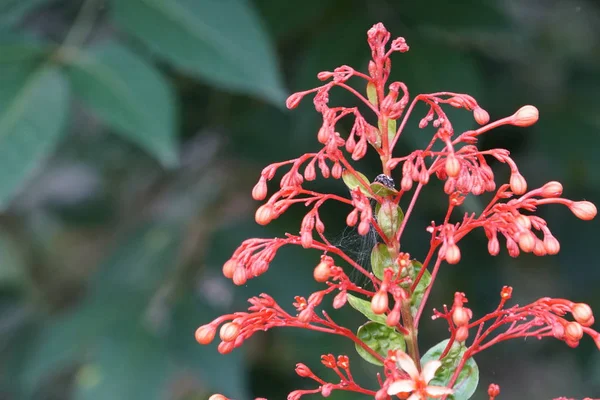 Egzotik Bitkilerin Kapalı Havada Gündüz Yakın — Stok fotoğraf