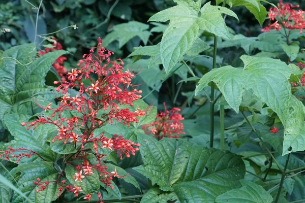 Primer Plano Las Plantas Exóticas Aire Libre Durante Día — Foto de Stock