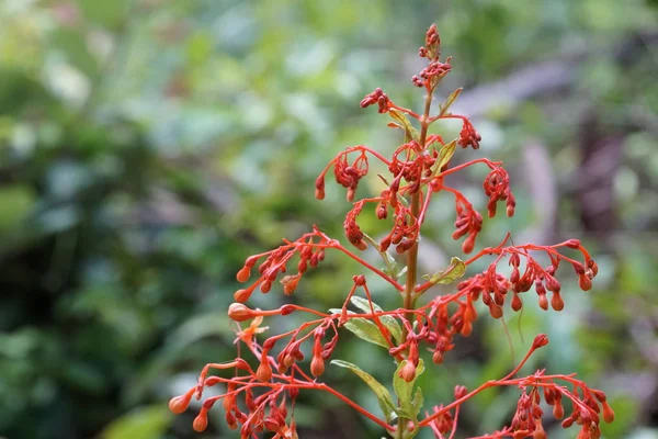 Gros Plan Plantes Exotiques Extérieur Jour — Photo