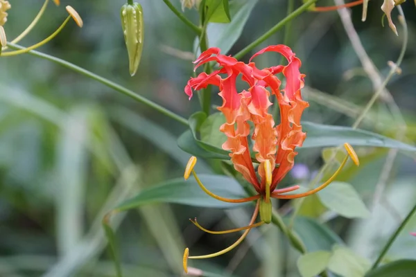 Close Van Exotische Planten Buitenshuis Overdag — Stockfoto