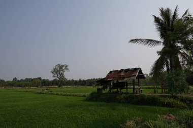 gün batımı sırasında tarım alanının görünümü