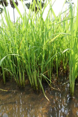 gün batımı sırasında tarım alanının görünümü