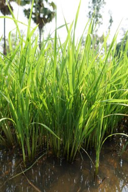 gün batımı sırasında tarım alanının görünümü