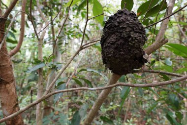 ağaç dalı üzerinde termit yuva yakın 
