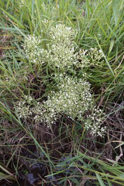 gündüz ormanda egzotik bitkilerin yakın