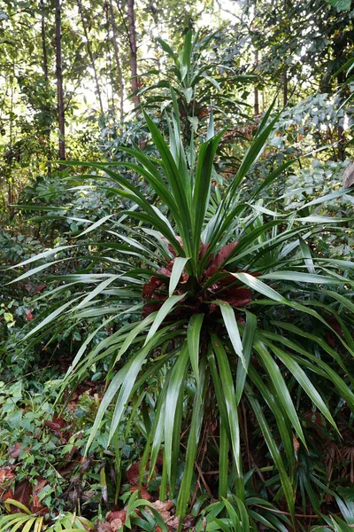 昼間の森のエキゾチックな植物のクローズアップ — ストック写真