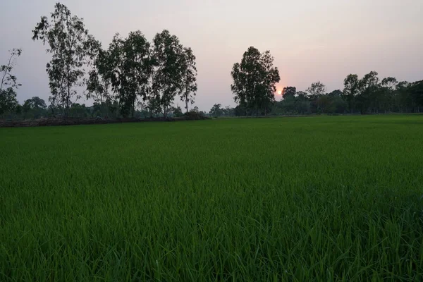 Blick Auf Das Landwirtschaftliche Feld Bei Sonnenuntergang — Stockfoto