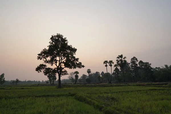 Vue Champ Agricole Coucher Soleil — Photo