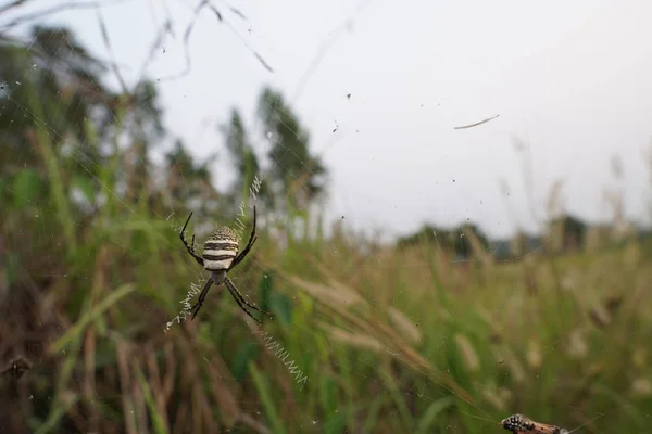 거미줄에 거미줄의 — 스톡 사진