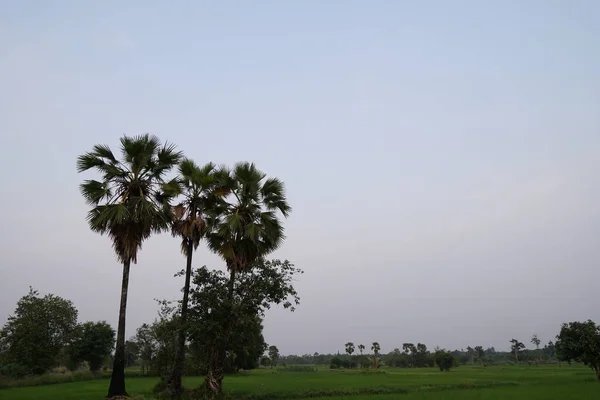 Vista Campo Agrícola Durante Pôr Sol — Fotografia de Stock