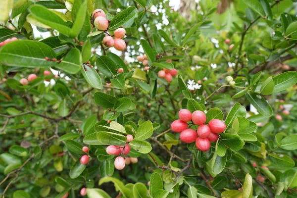 Exotische Früchte Die Tagsüber Baum Wachsen — Stockfoto