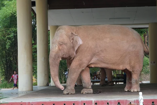 Primer Plano Elefante Pie Aire Libre —  Fotos de Stock