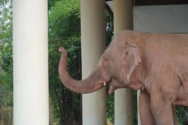 Nahaufnahme Eines Elefanten Freien — Stockfoto