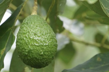 meyve ve yeşil yaprakları ile avokado ağacı dalı 