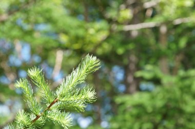 eşleri ile yeşil bitkilerin yakın açık havada 