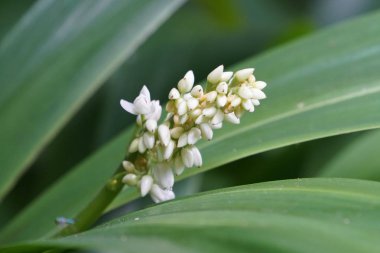 Açık büyüyen renk çiçekler yakın 