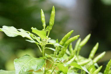 gündüz biber ile tarım alanı görünümü