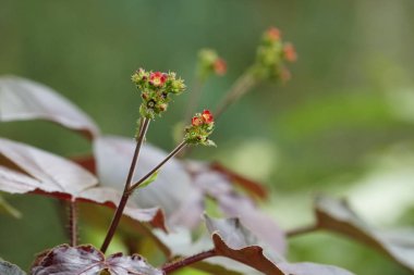 Açık büyüyen renk çiçekler yakın 