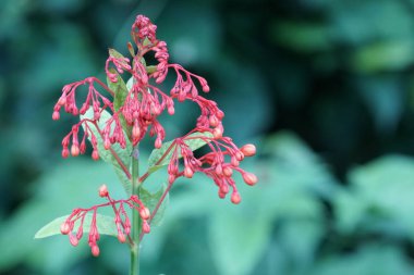 Açık büyüyen renk çiçekler yakın 