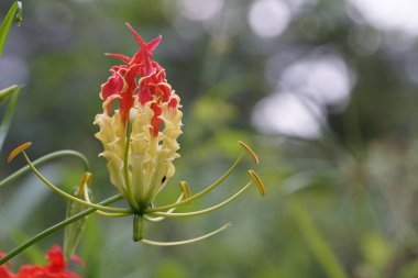 Açık büyüyen renk çiçekler yakın 