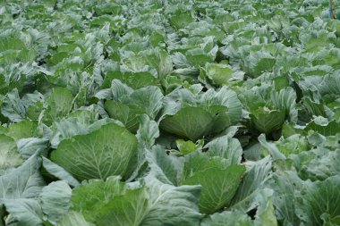 tarım alanında yetişen lahana sıraları 