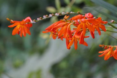Açık büyüyen renk çiçekler yakın 