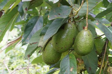 meyve ve yeşil yaprakları ile avokado ağacı dalı 