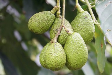 meyve ve yeşil yaprakları ile avokado ağacı dalı 