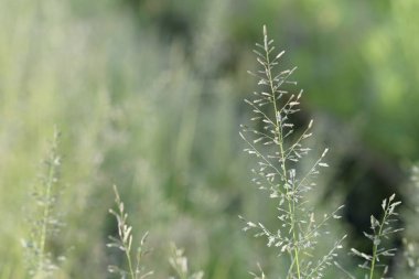 yeşil çim güneşli bir günde yaz bulanık çayır büyüyen