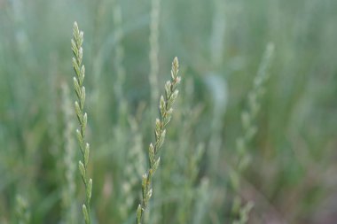 yeşil çim güneşli bir günde yaz bulanık çayır büyüyen