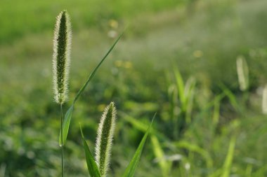 yeşil çim güneşli bir günde yaz bulanık çayır büyüyen