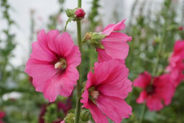 hollyhock pembe güzel çiçekler güneşli bir günde bahçede büyüyen