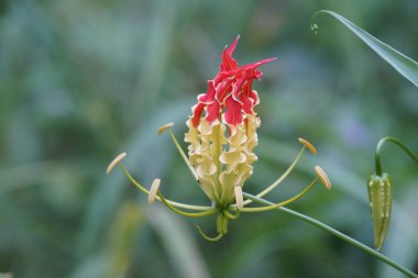 Açık büyüyen renk çiçeği yakın 