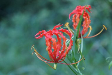 Açık büyüyen renk çiçekler yakın 