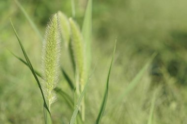 yeşil çim güneşli bir günde yaz bulanık çayır büyüyen