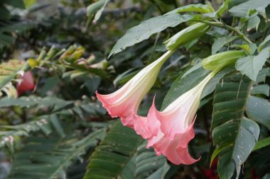 Açık büyüyen renk çiçekler yakın 