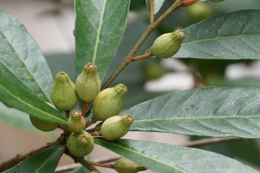 gündüz açık havada yeşil bitkilerin yakın 