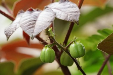 gündüz açık havada yeşil bitkilerin yakın 