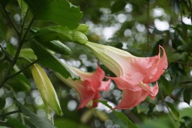 Açık büyüyen renk çiçekler yakın 