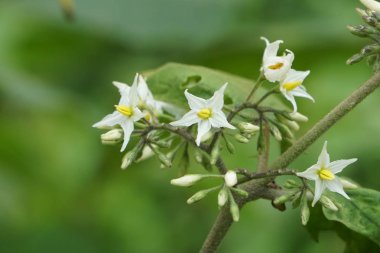 Açık büyüyen renk çiçekler yakın 