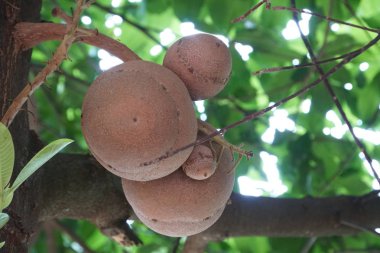 Dalda olgunlaşan taze egzotik meyvelerin yakın plan çekimi.